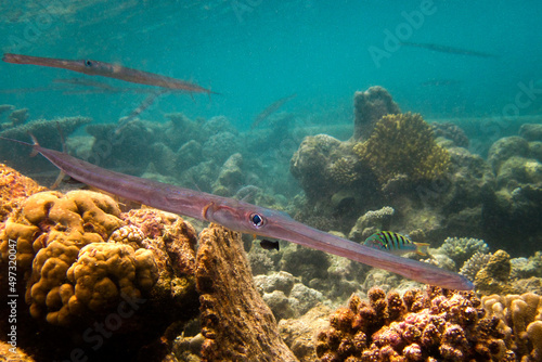 Bluespotted Cornetfish - Fistularia Commersonii photo