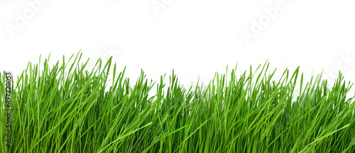 Background banner with seedlings of green sprouts on a white background with copy space, ecology concept