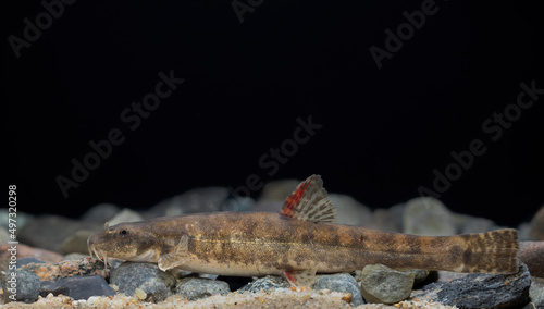 Φωτογραφία The stone loach (Barbatula barbatula)
