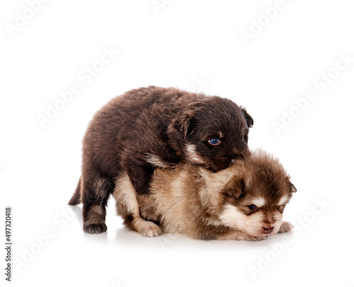 young Finnish Lapphunds in studio © cynoclub