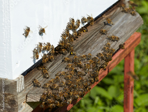 Close up of bee pollination in farm house