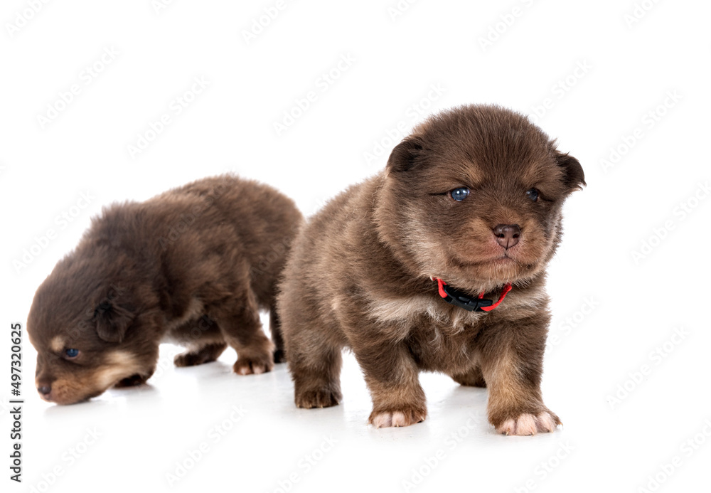 Fototapeta premium young Finnish Lapphunds in studio