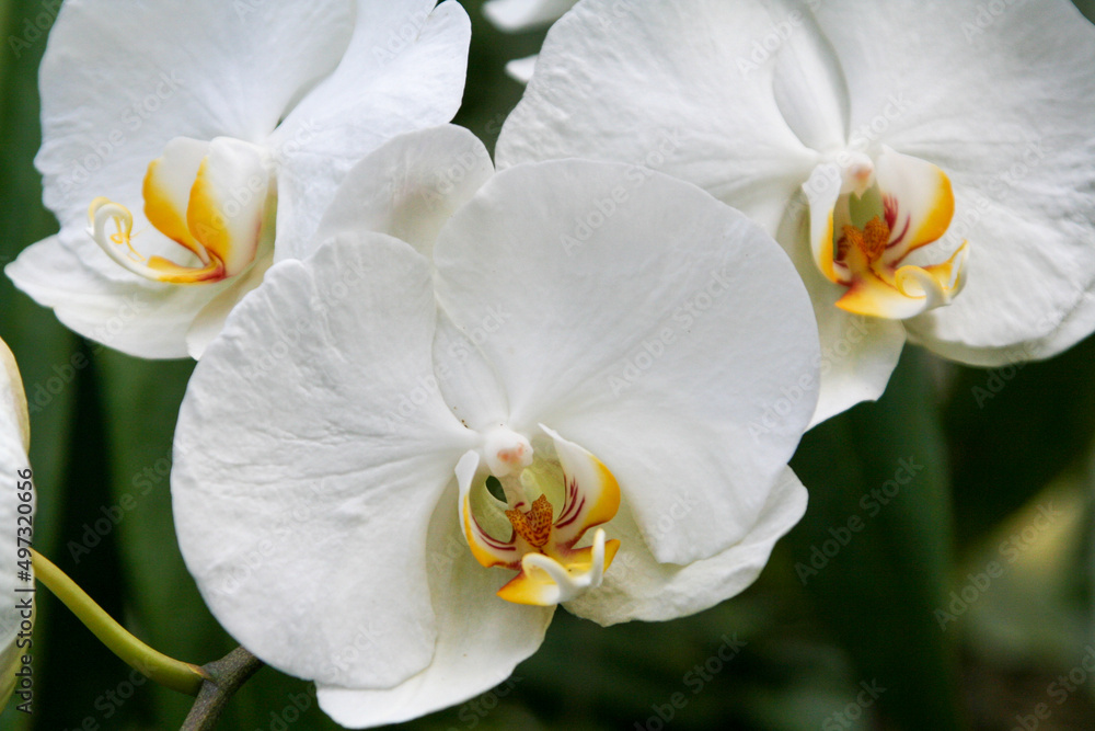 white orchid flower white orchid flower