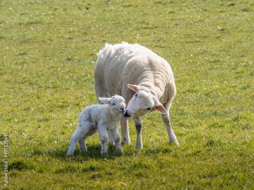 An Easycare breed ewe nuzzles her newborn lamb, just afew hours old. photo