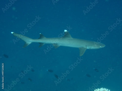 Triaenodon obesus - Whitetip reef shark © Fotopogledi