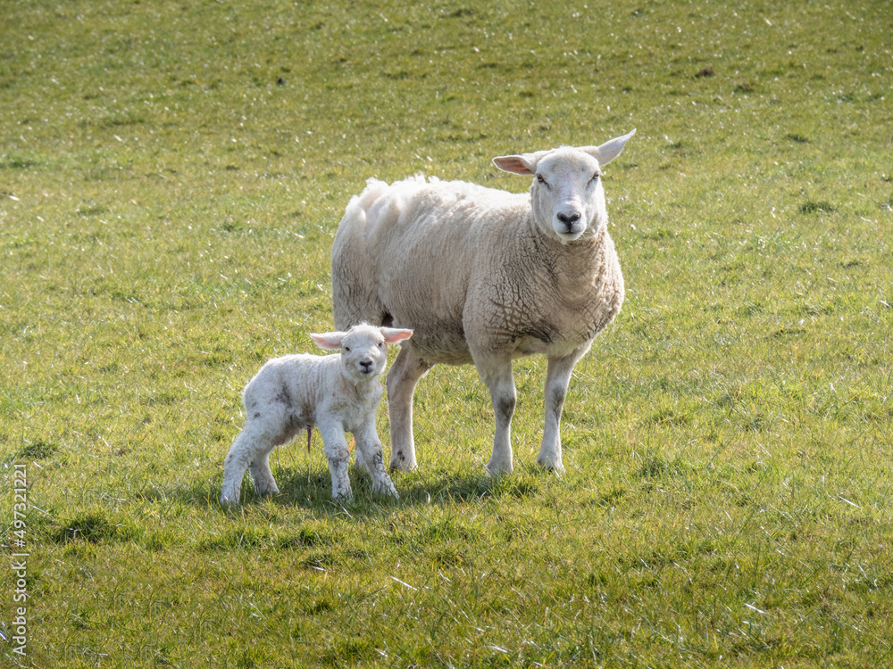 An Easycare breed ewe and her newborn lamb. An Easycare breed ewe and her newborn lamb.