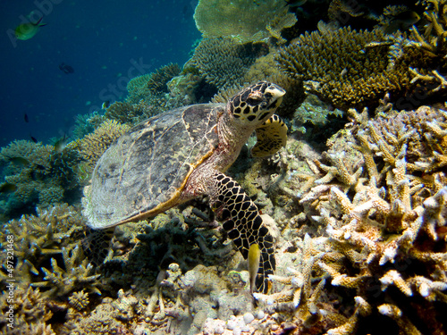 Hawksbill sea turtle - Eretmochelys imbricata in natural environment wildlife