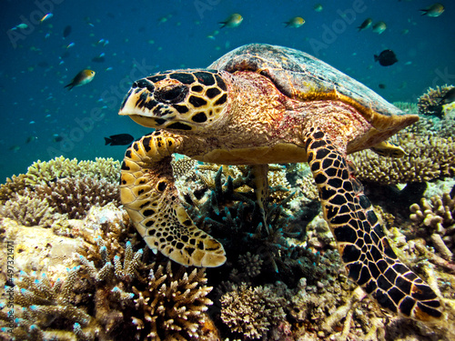 Hawksbill sea turtle - Eretmochelys imbricata in natural environment wildlife