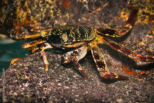 Grapsus Albolineatus - Green Rock Crab - Decapod - Crustacean