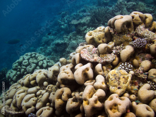 Pavona Clavus - Hard Coral - Stony Coral
