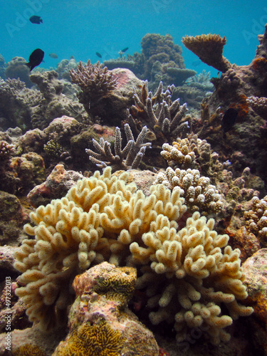 Massive Sinularia sp. soft coral colony in natural environment