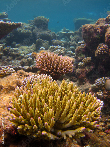 Acopora Nasuta - Hard Coral - Stony coral regrow seascape © Fotopogledi