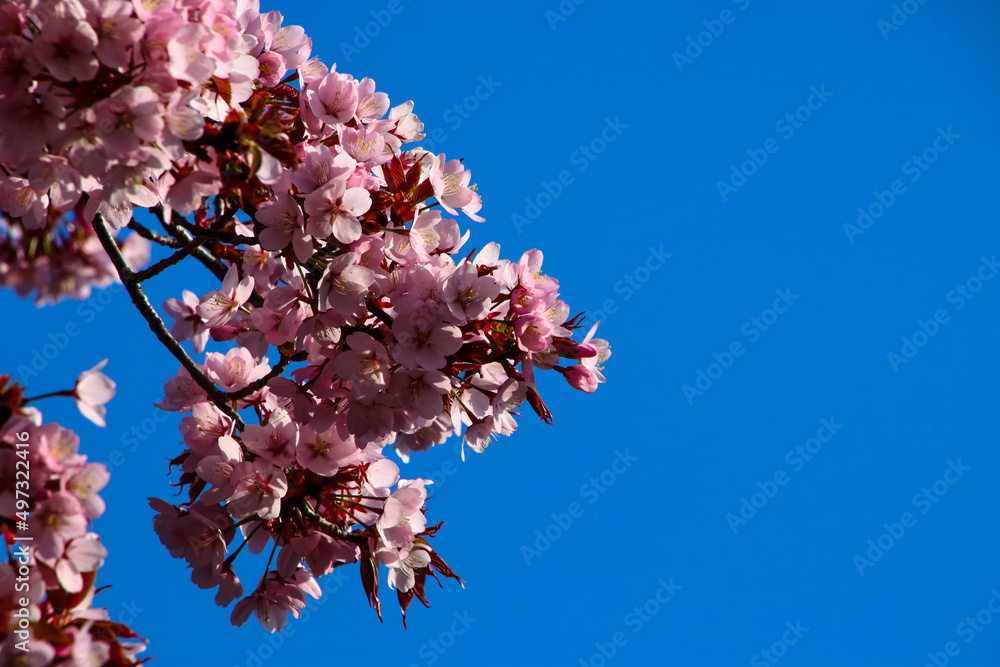 Bunch of pink cherry blossom flowers against a blue sky Bunch of pink cherry blossom flowers against a blue sky