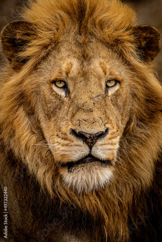 Close up of a beautiful male Lion s face.