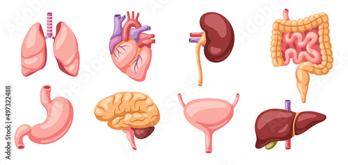 Set of internal organs. Human body anatomy. Health care and medical icons.
