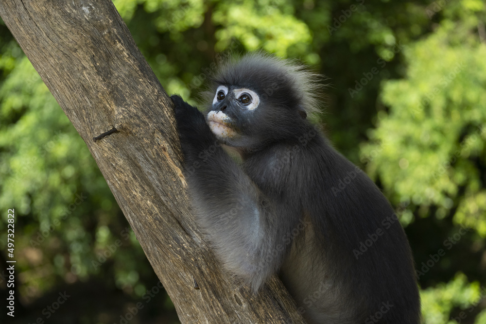 Langurs à lunettes (obscurus de Trachypithecus) près de Prachuap Khiri Khan en Thaïlande Langurs à lunettes (obscurus de Trachypithecus) près de Prachuap Khiri Khan en Thaïlande