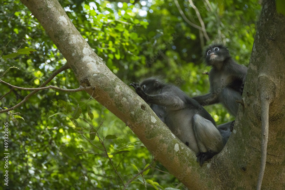 Obraz premium Langurs à lunettes (obscurus de Trachypithecus) près de Prachuap Khiri Khan en Thaïlande