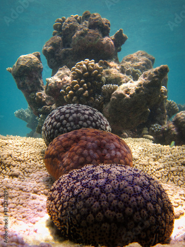 Culcita  Schmedeliana - Cushion starfish in three variation of colours photo