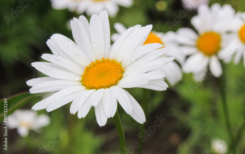 Vászonkép White daisies