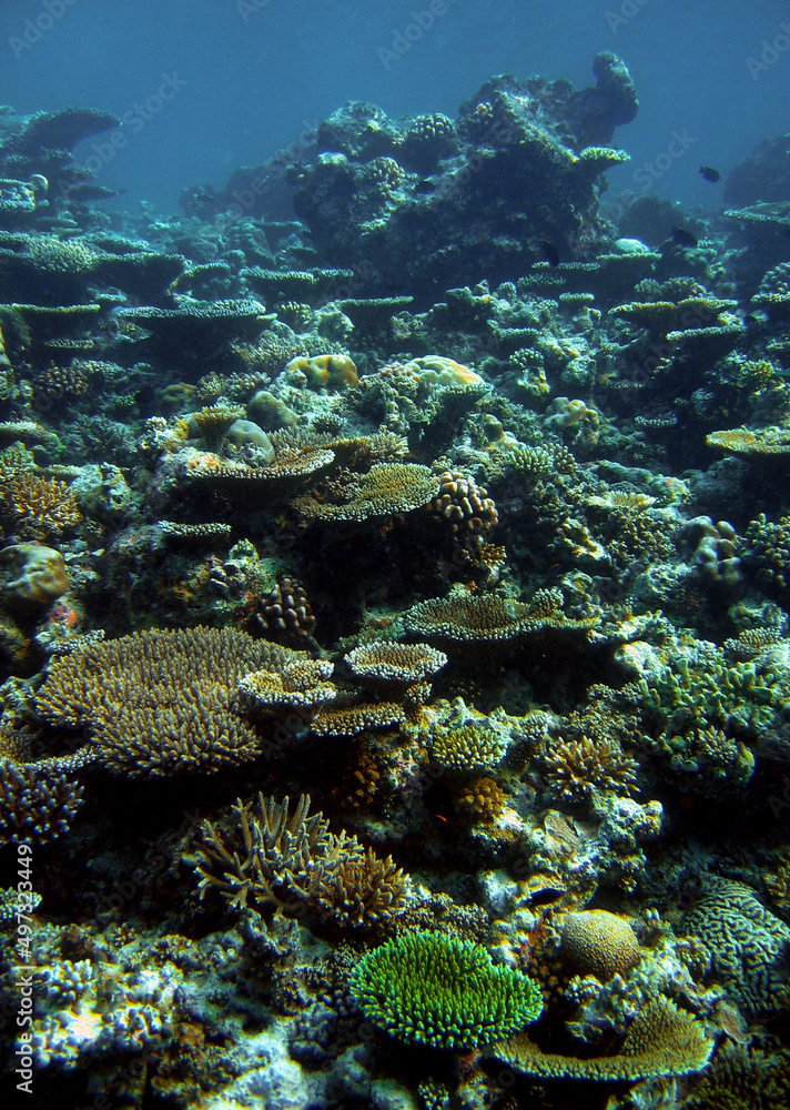 Naklejka premium Coral reef of Bathala Island Maldives