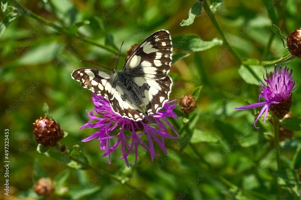 Naklejka premium butterfly on a flower