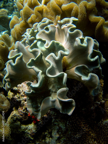 Sarcophyton Coral - Mushroom Leather Coral