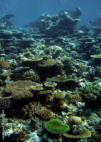 Fototapeta Naklejka Na Ścianę i Meble -  Coral reef of Bathala Island Maldives
