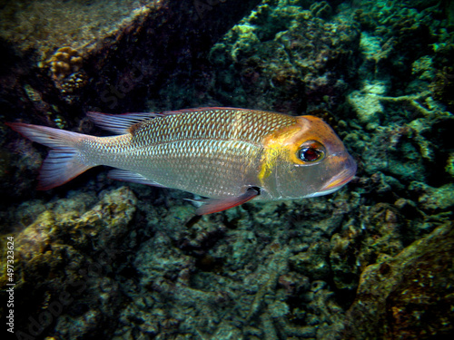 Soldierfish - Myripristis in Maldives