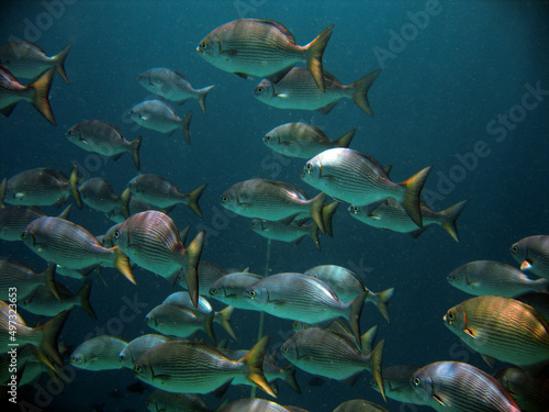 School of fish on Maldivian reef