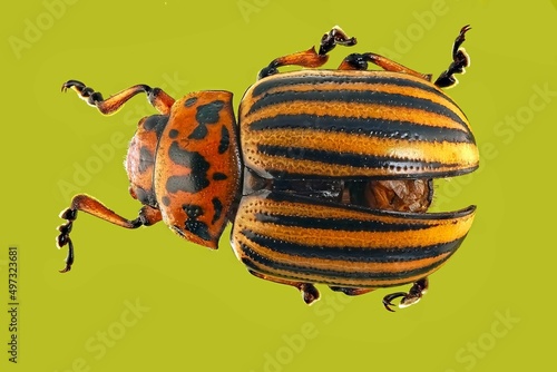 state potato beetle