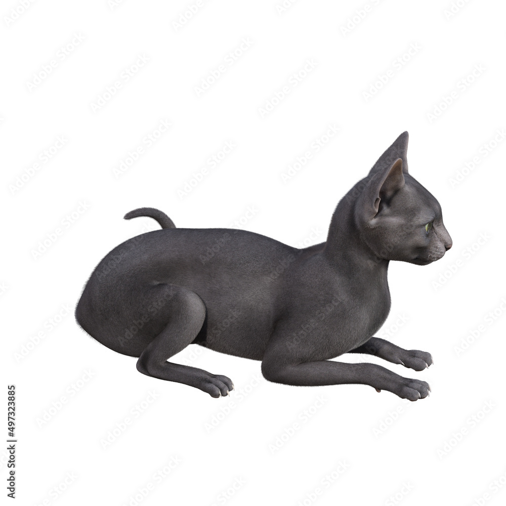 Sphynx cat isolated on white background. 3d rendering-illustration. Sphynx cat isolated on white background. 3d rendering-illustration.