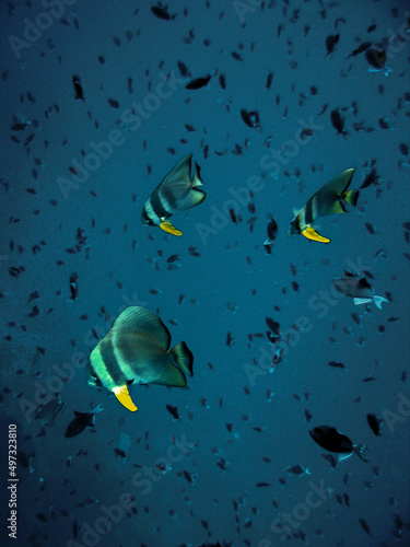 Batfish Platax Maldives Vertical photo