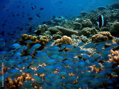 Underwater Life in the coral reef of Indian ocean