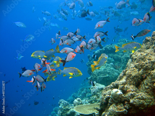 Fototapeta Naklejka Na Ścianę i Meble -  Underwater Maldives