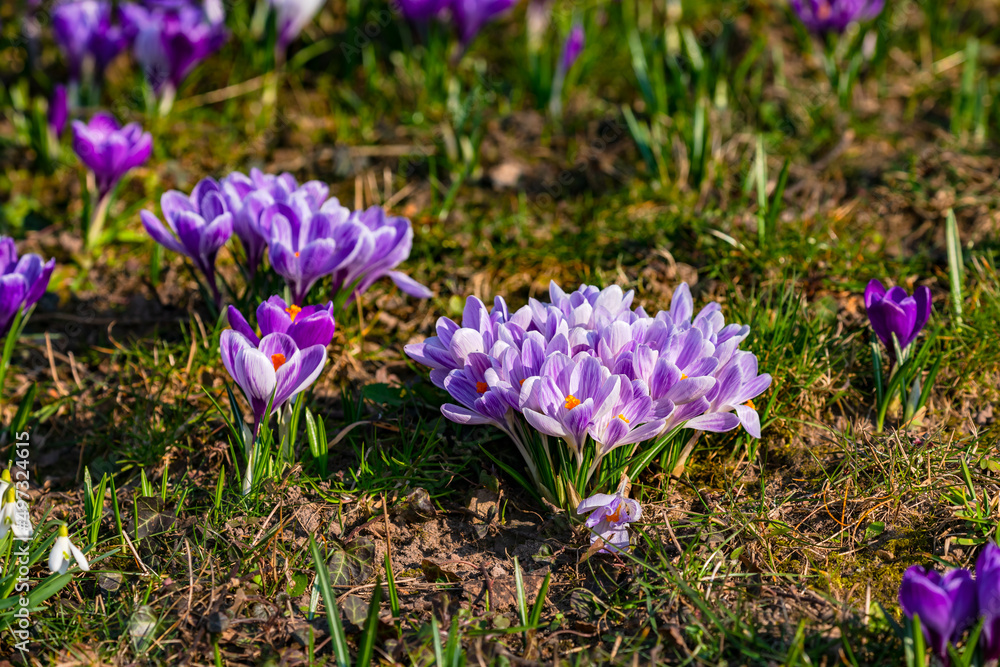 Lila Krokus Blüten sind Frühblüher, die auf einen romantischen Frühling hinweisen Lila Krokus Blüten sind Frühblüher, die auf einen romantischen Frühling hinweisen