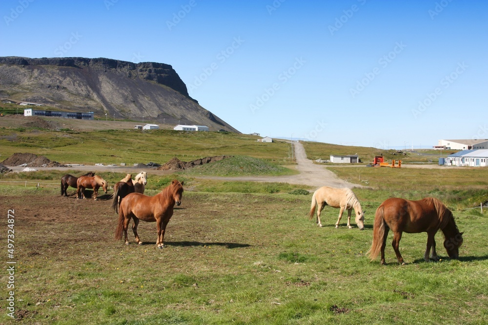 Icelandic horses in Snaefellsnes