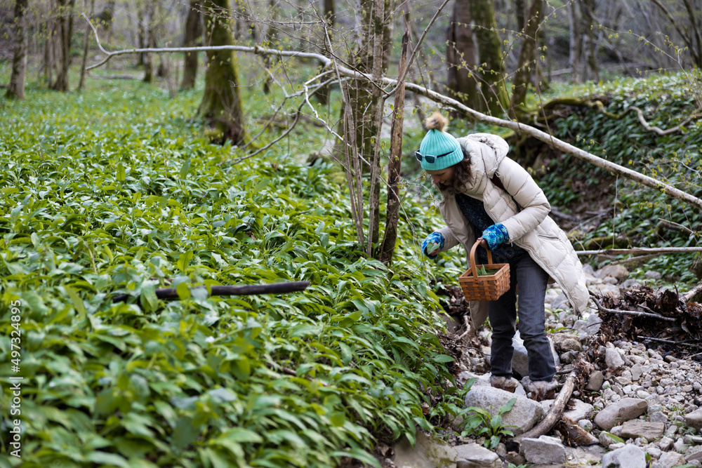 Gathering Medical Herbs During Seasons in a Local Forest Gathering Medical Herbs During Seasons in a Local Forest