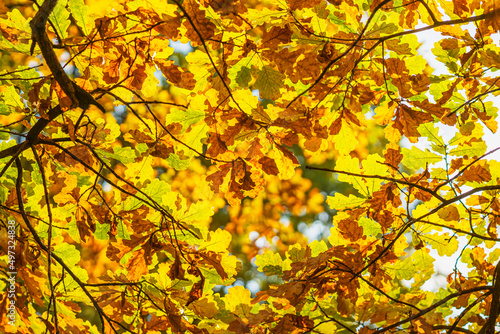 Bright oak leaves glowing in sun, picturesque natural golden background
