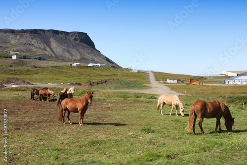 Icelandic horses in Snaefellsnes