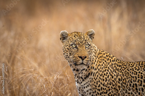 Close up of a starring Leopard.
