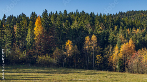 Autumn forest in the mountains