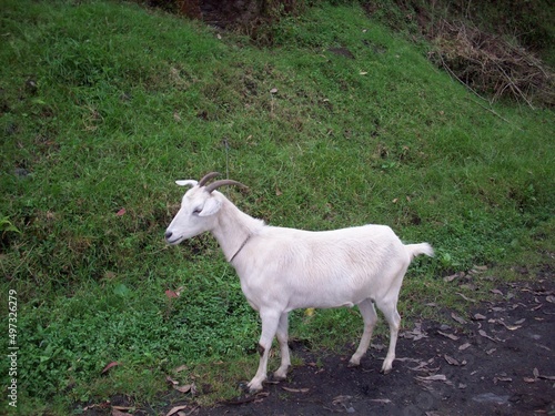 White Goat