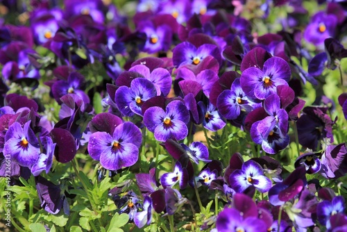 Bright flowers pansies on a flower bed in spring