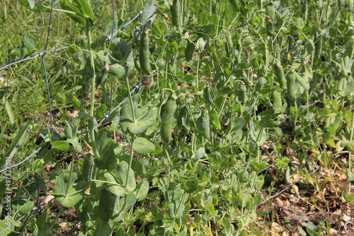 petits pois nouveaux