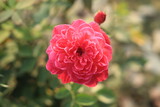 Rose Pink Color Flower
