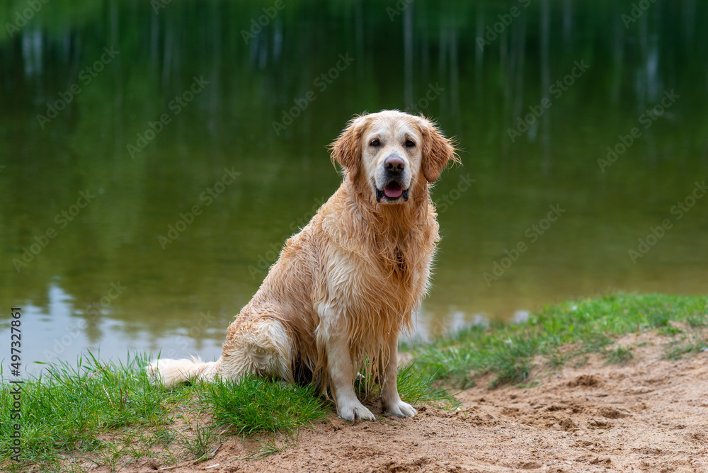 Wet coated golden retriever after swimming in the lake
Wet coated golden retriever after swimming in the lake