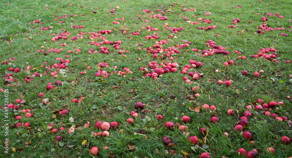 Fallen red apples in green grass. Autumn background.