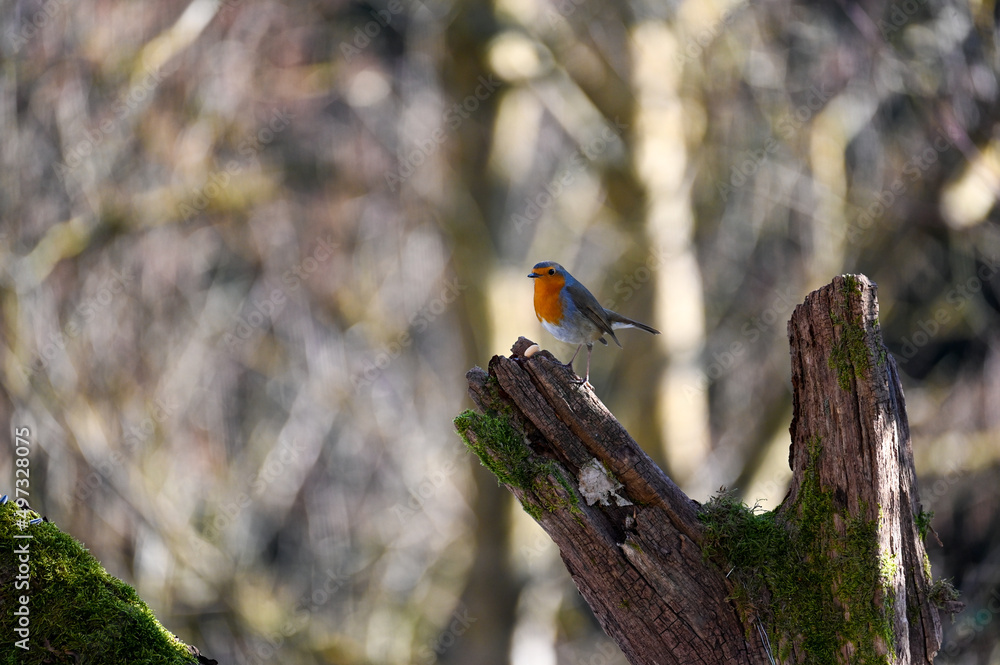 Robin bird on old branch in the nature Robin bird on old branch in the nature