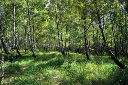 Birch forest with grass and ferns.