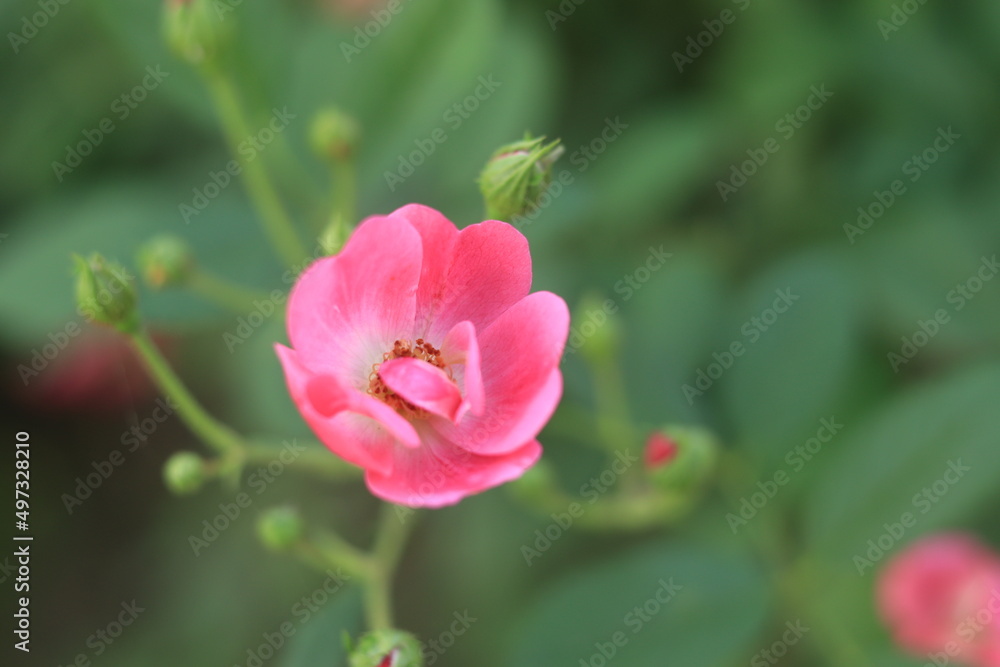 Rose Pink Color Flower
